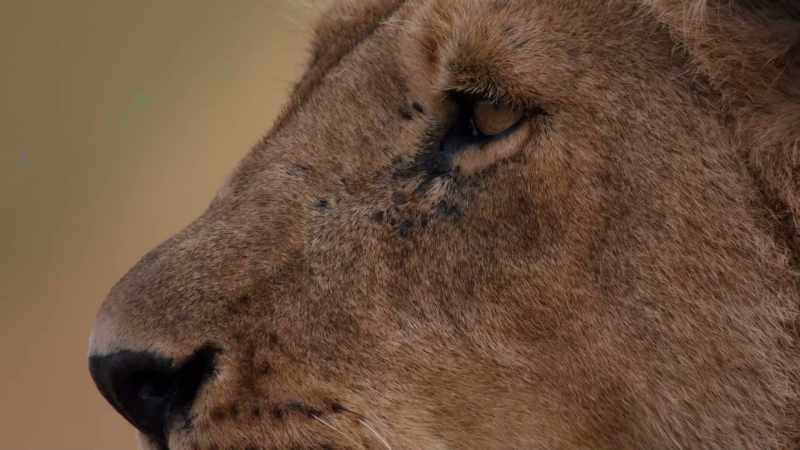 But hunting cattle can lead to disaster