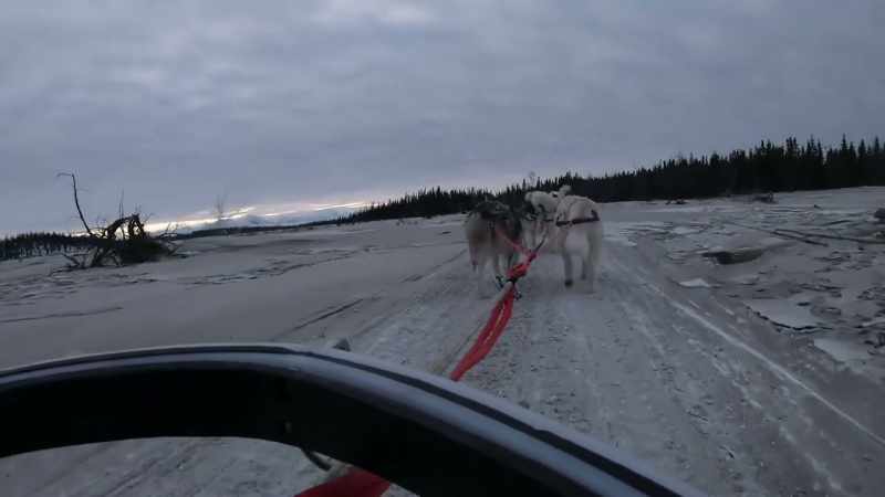 But when I have this many dogs hooked up on ice