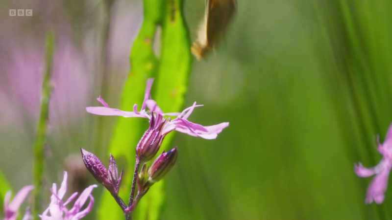 But, in Gloucestershire, one species is making a comeback