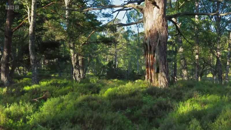 But in this open woodland, that is easier said than done