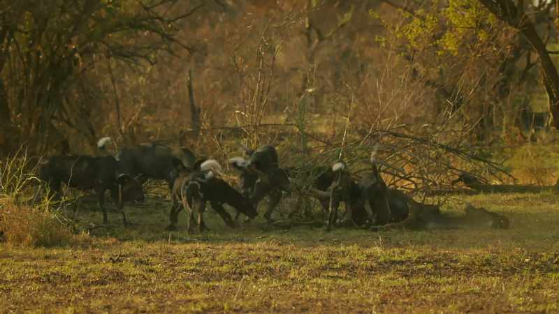 But in our land, catching a meal is not enough