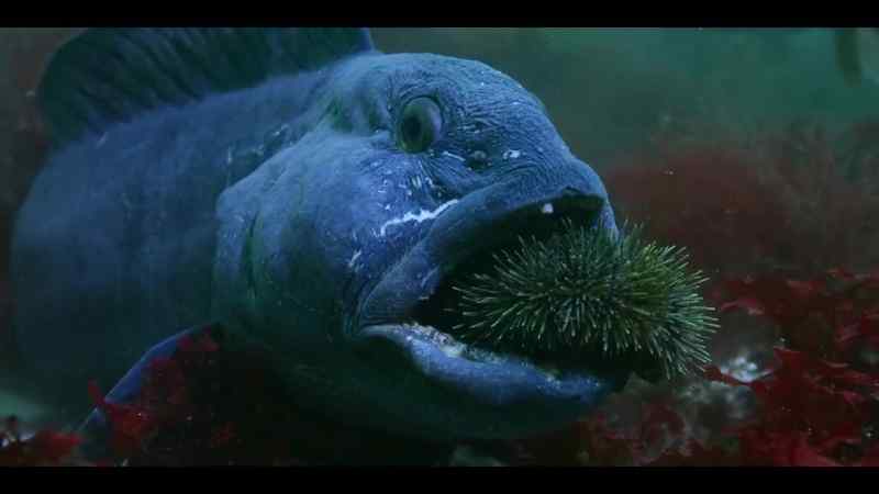 But in summer, his focus shifts from finding a meal to finding a mate