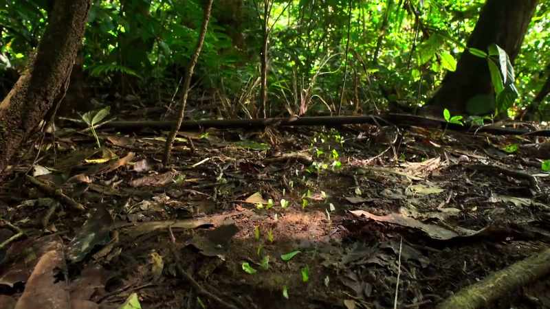 But to increase efficiency, the ants keep their paths clear of debris