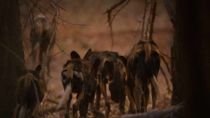 But instead, Blacktip leads them, marching on into the gloom