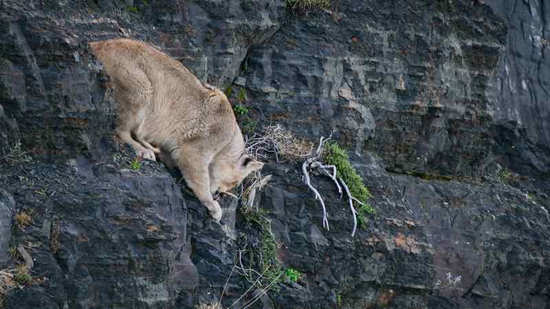 But intrepid Chico is restless