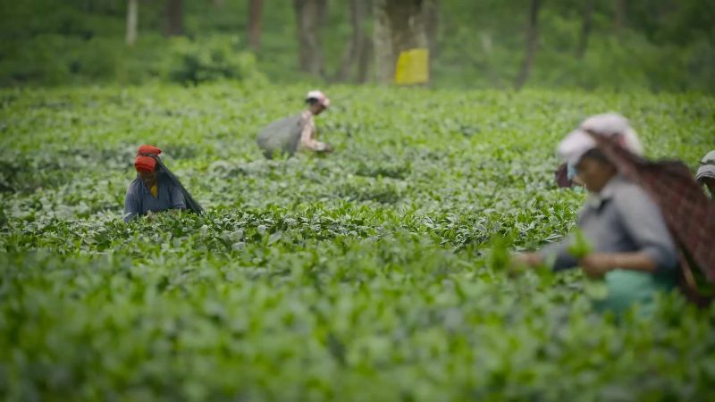 But this is a tea plantation