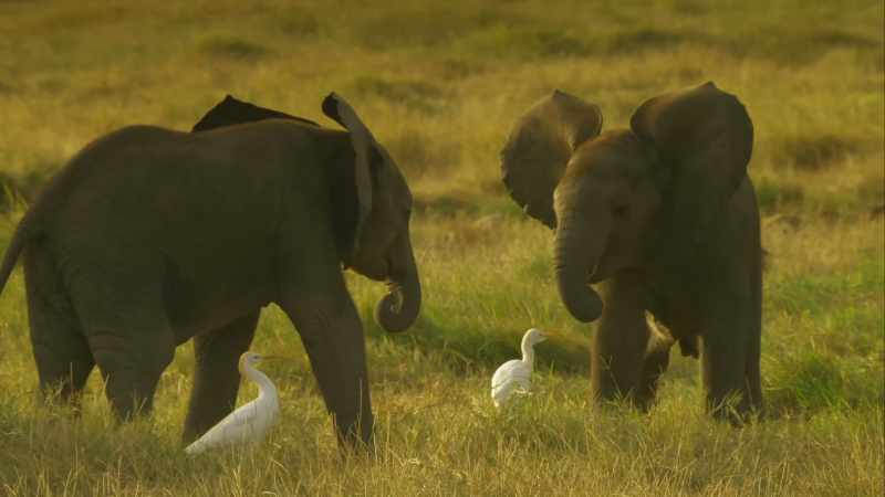 But when it comes to fighting now, Tembo is a liability