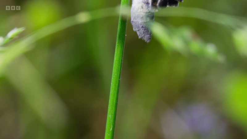 But once its extraordinary life cycle was understood