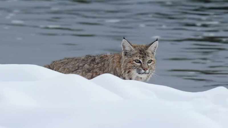But it's too late for the bobcat to change course