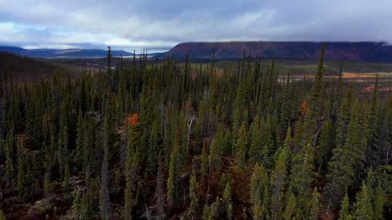 But I've actually never hunted out here in Alaska for large game