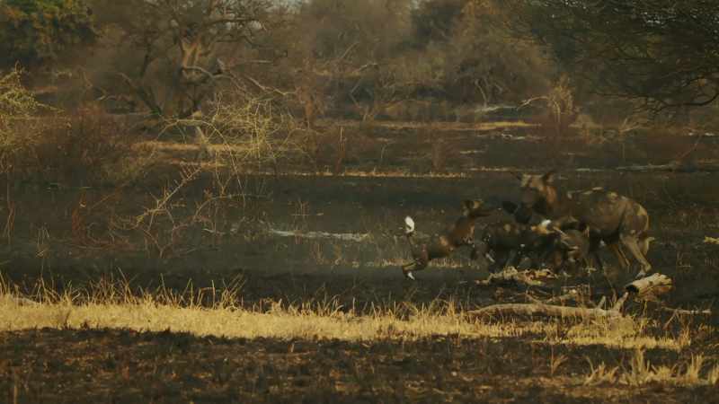 But just when their pups must learn to hunt