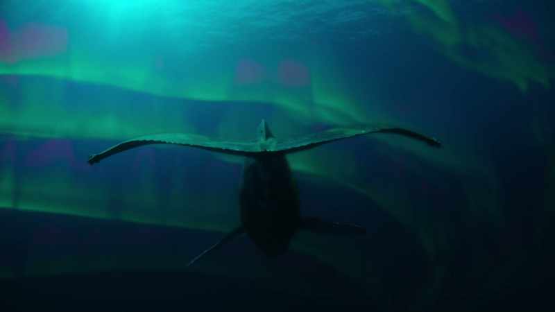But it leads him out into the open ocean where the fish and crustaceans he eats