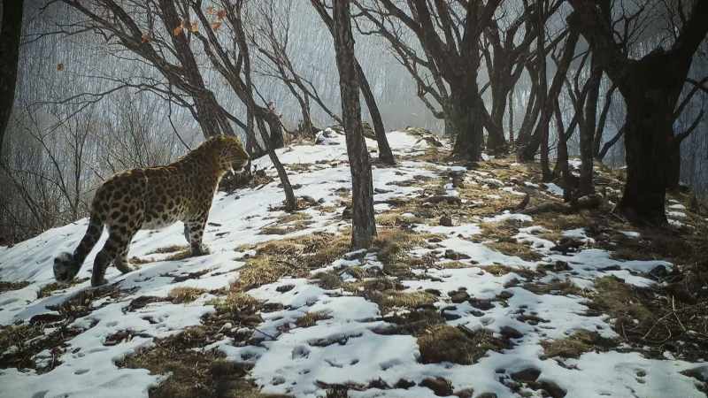 But leopards are clever opportunists