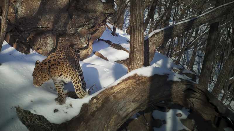 But leopards know they must be careful