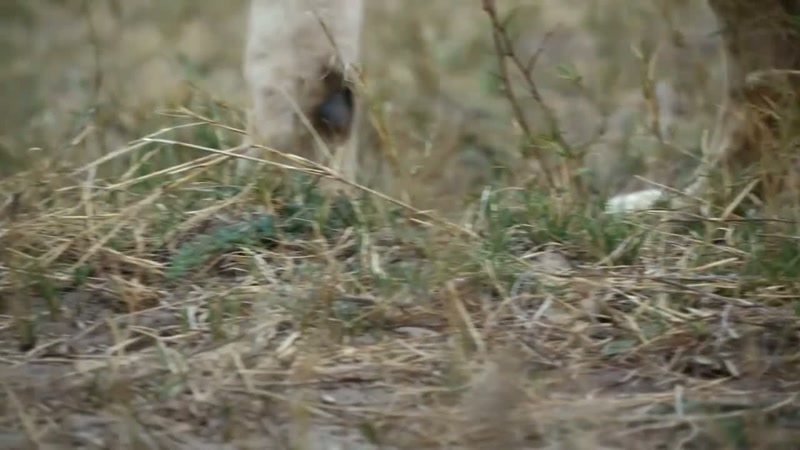 'But lions aren't the only ones taking advantage.'