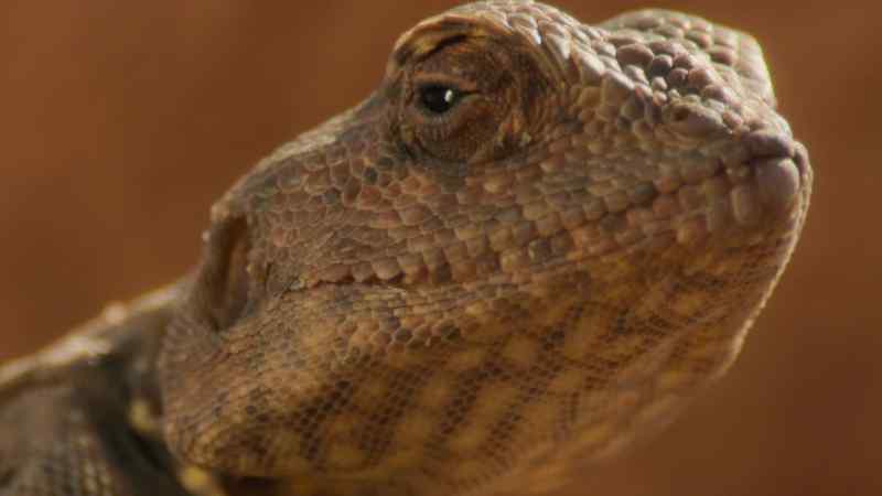 But this little lizard is only a few inches long