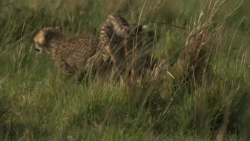 But this lively trio are still too young to hunt