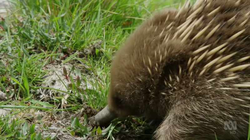 But while mainland echidna are all spines