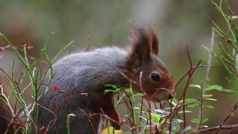 But she may soon allow other squirrels in to share her nest