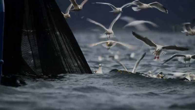 But this migration hasn't always been so bountiful
