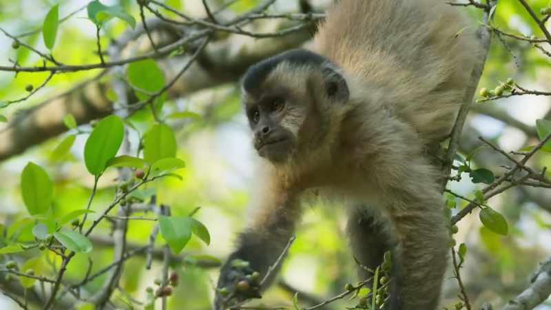 But monkeys are very wasteful feeders