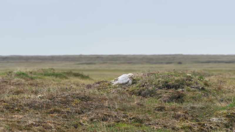 But this morning, the female returns to an empty nest