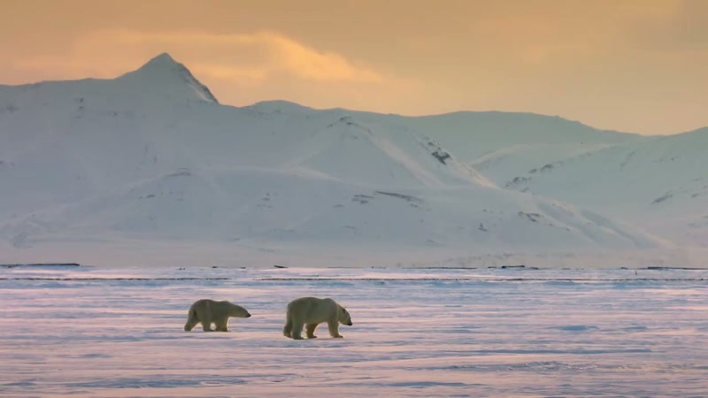 'But this mother and cub must be prepared to face