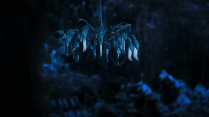 But Mucuna does things a little differently
