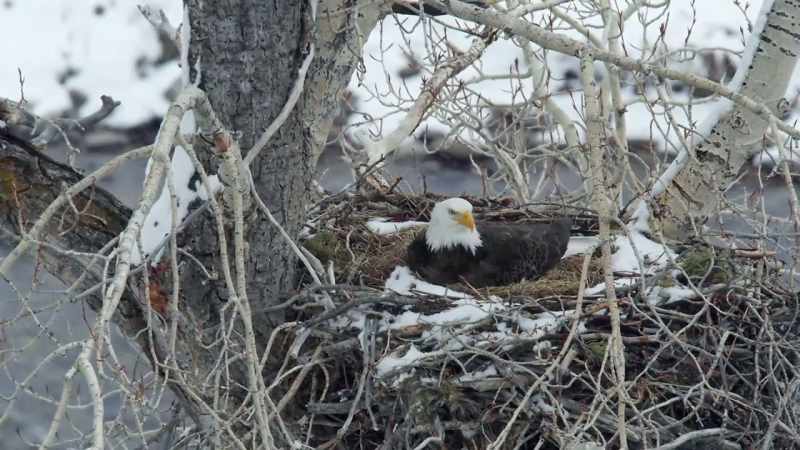 But they must commit to enduring the late spring storms