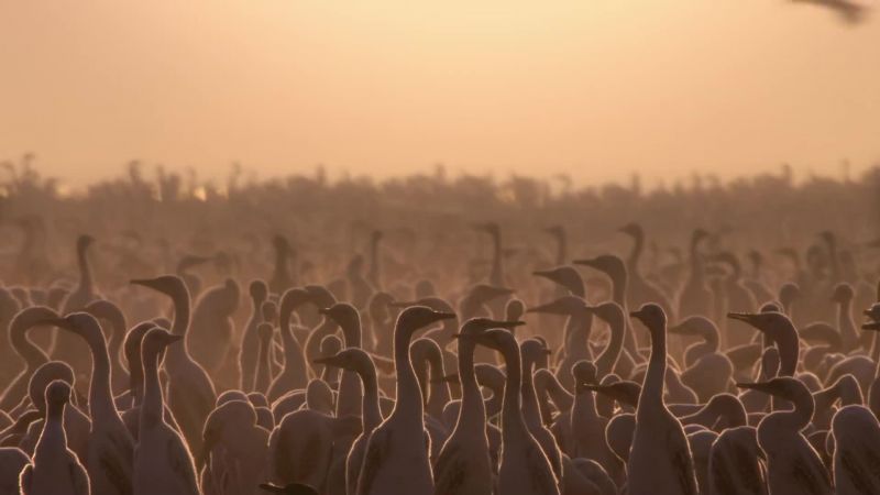 But nesting in a desert is difficult