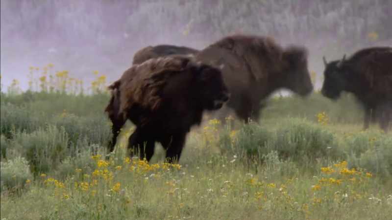 But he never lost his focus on the American buffalo
