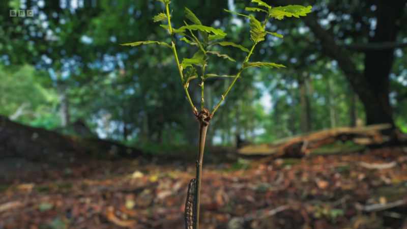 But new growth attracts leaf eaters