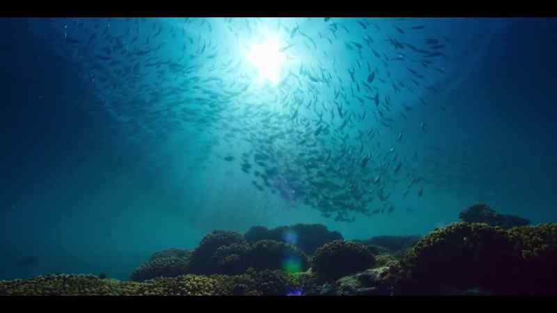 But not all fish are content to hang with a crowd