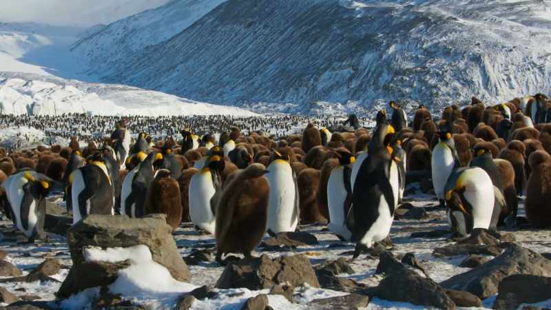 But not every penguin has a chick to feed