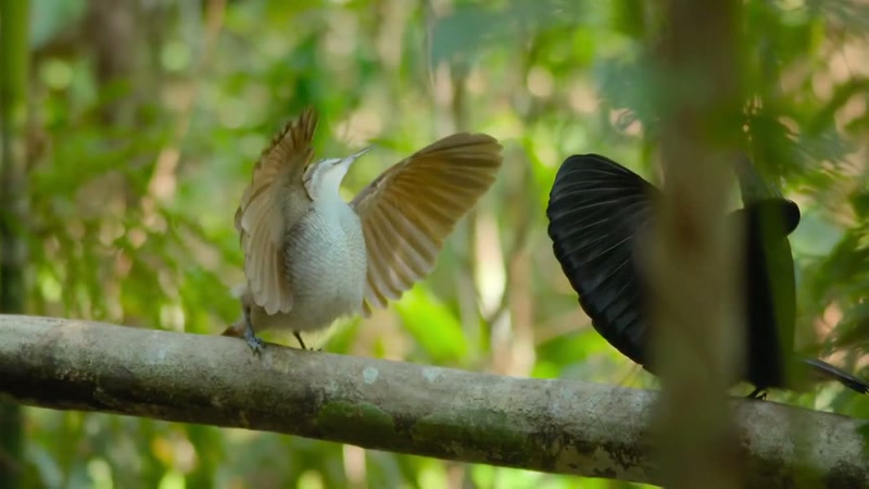 'But not every riflebird is what they seem