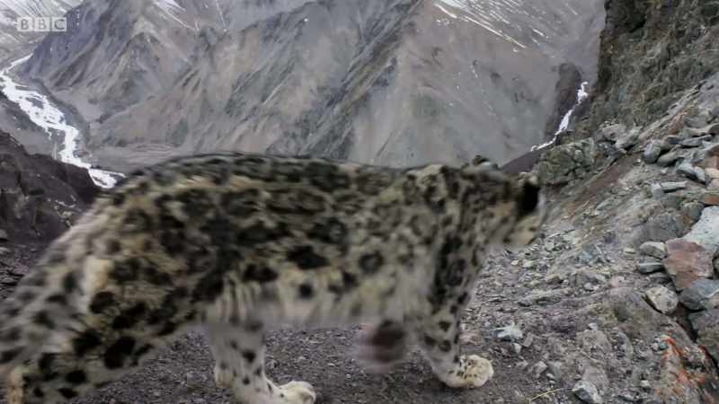 But now, at last, helped by the latest remote camera technology