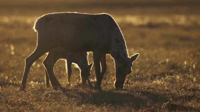 But now grazing time is being disrupted