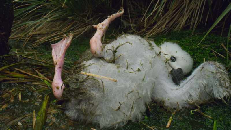 but now, off the nest in these freezing temperatures