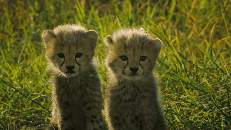But now she has cubs