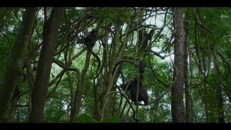 But now they're both trapped in the canopy