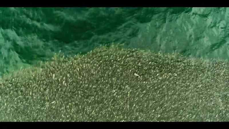 But now, with improved fishery management, they are bouncing back