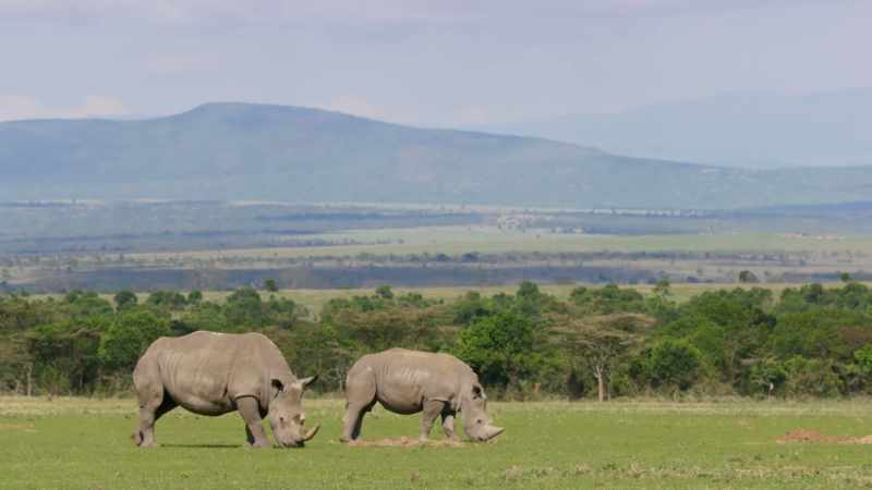 but for one subspecies, it's likely to be already too late