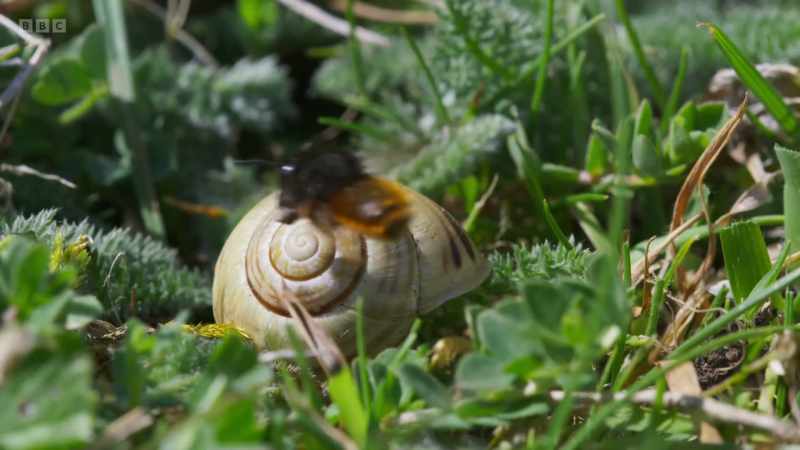 But this one, the two-coloured mason bee