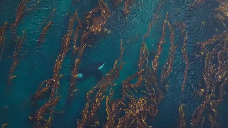But orcas don't only locate prey by sight
