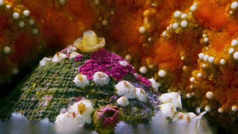 But other limpets have a secret defence