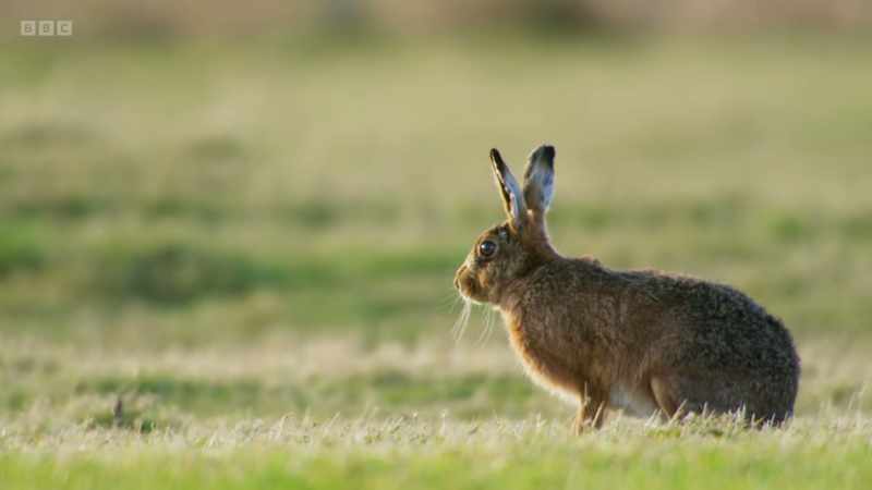 But as our wild grasslands have diminished