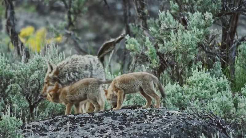 But outside yellowstone, it's another story