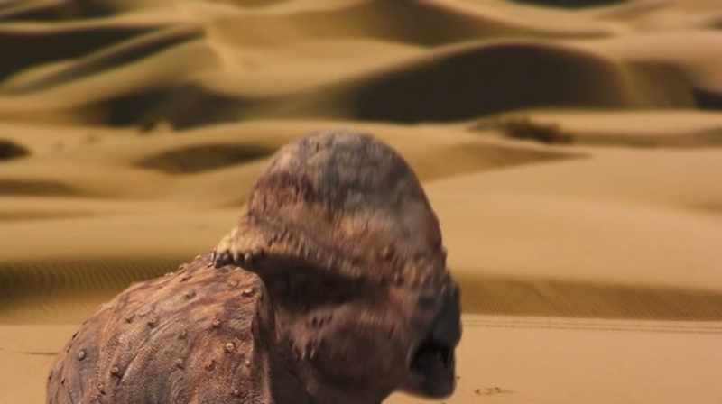 BUT PACHYS HAD THIS REALLY THICK, BONY DOME