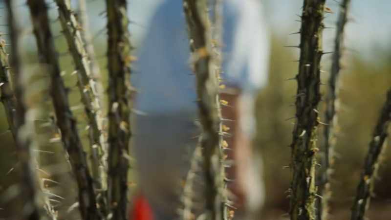 But perhaps the most vicious cacti