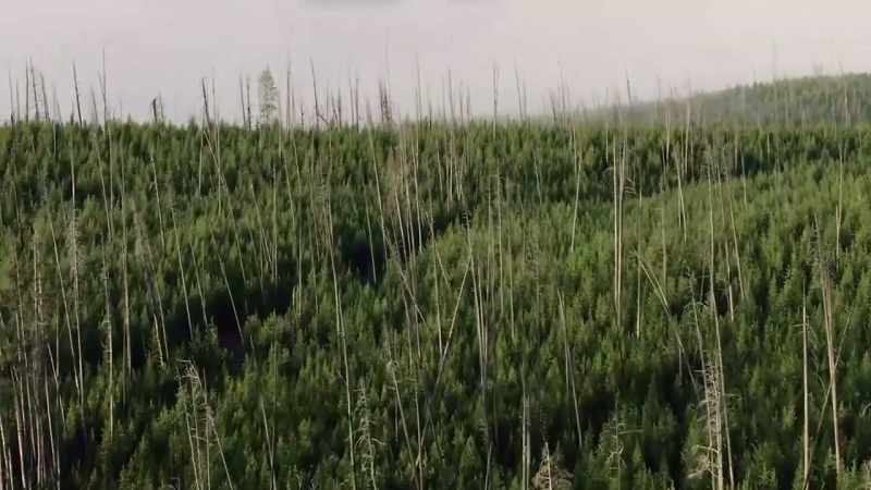 But until recently, gray wolves were gone from this landscape